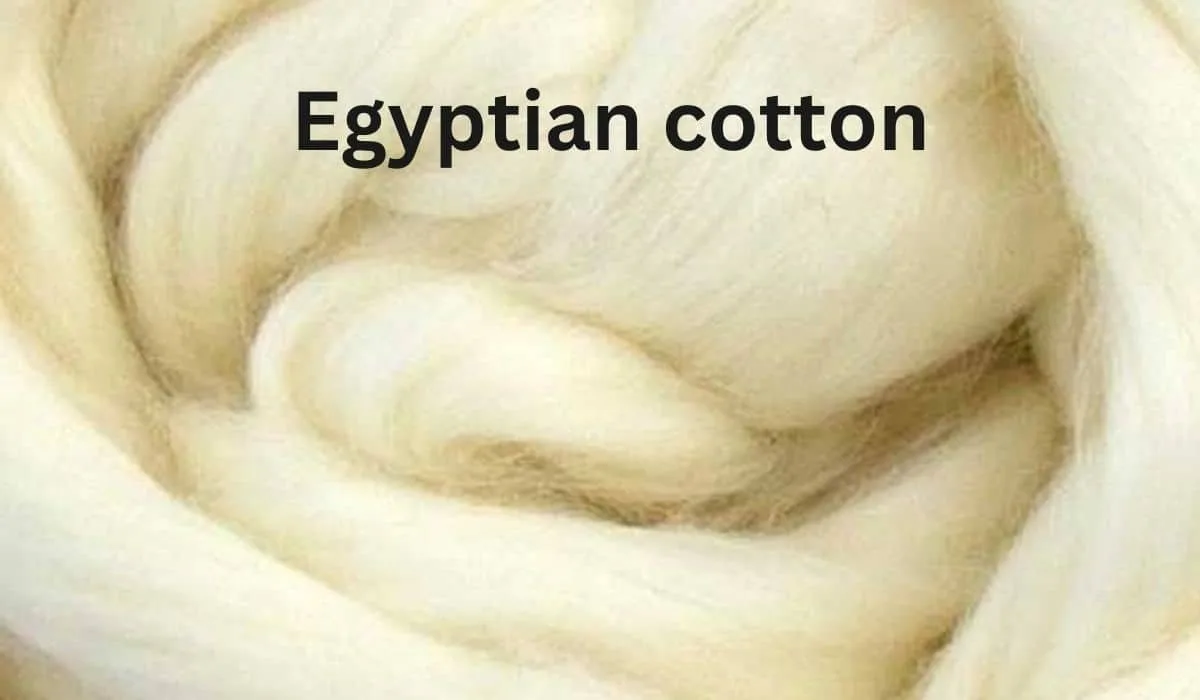 Close-up of soft, fluffy Egyptian cotton fibers showcasing their natural creamy color.