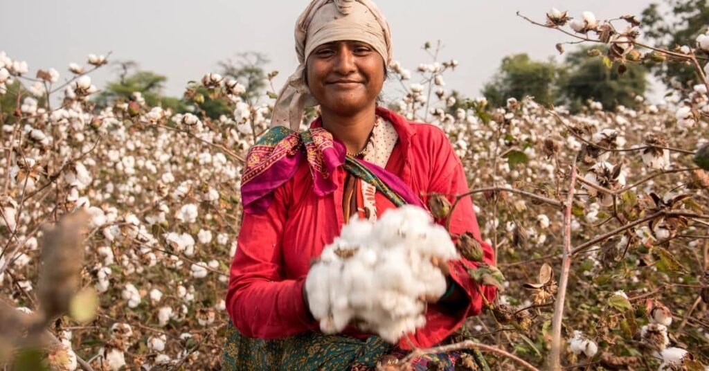 In the organic cotton field a women holding cotton in her hands.