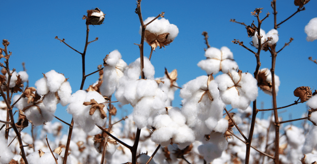 Close-up of soft, natural cotton fabric, symbolizing comfort, eco-friendliness, and sustainability.