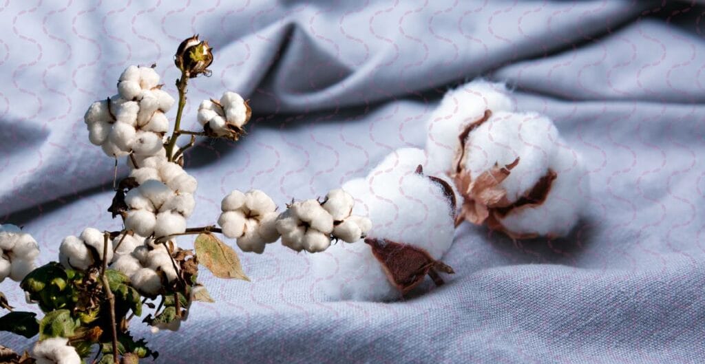 Close-up of cotton bolls on a gray fabric background made with cotton fiber.