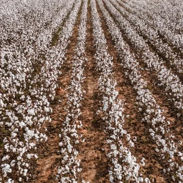 A wide view of a cotton field filled with white cotton bolls arranged in neat rows against a brown earthy background.