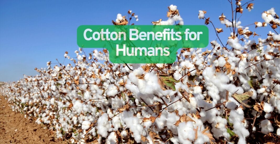 A cotton field with fluffy white cotton bolls ready for harvest, under a clear blue sky.