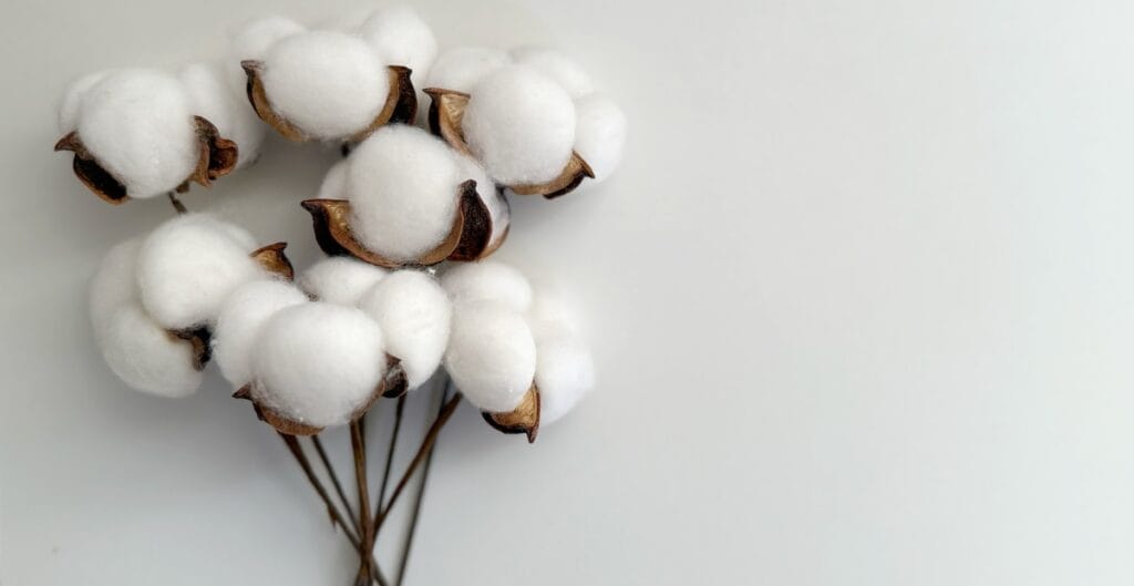 A close-up view of cotton bolls, showcasing their fluffy white fibers and brown pods.