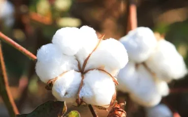 Close-up of cotton bolls on a cotton plant, showing fluffy white fibers.