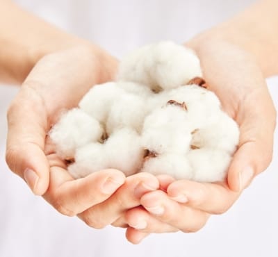 A pair of hands holding fluffy cotton bolls.