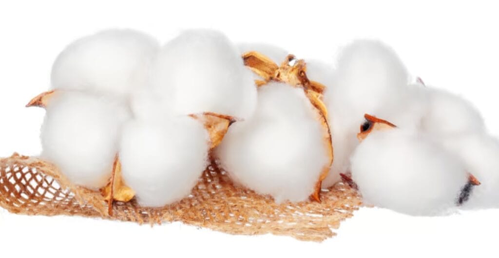 A cluster of fluffy cotton bolls on a burlap background.