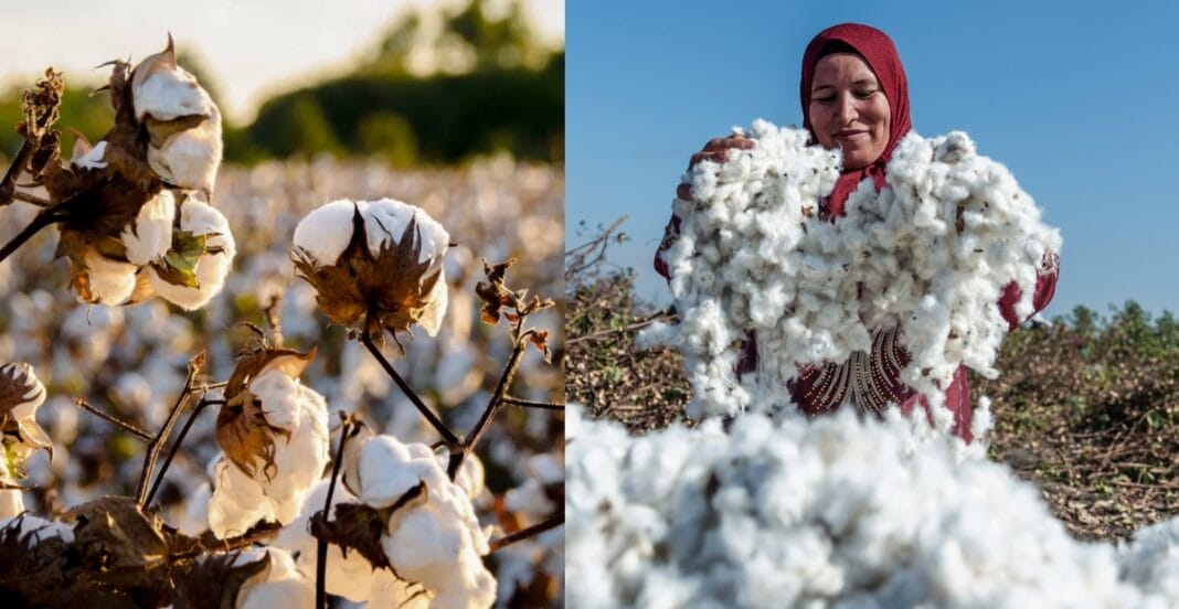 Cotton fields and a woman farmer harvesting cotton by hand show where cotton is grown in the world.