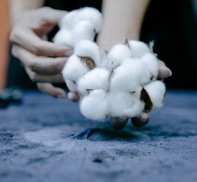 A person holding clusters of soft cotton bolls in their hands against a dark surface.