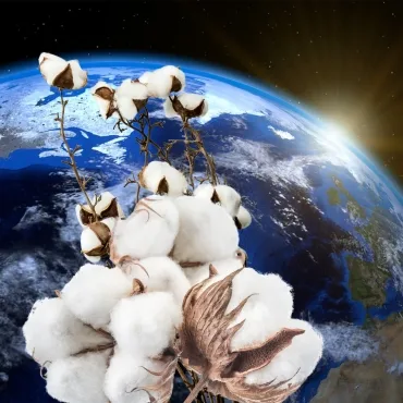 A cotton plant with fluffy bolls is superimposed over a view of Earth, with the sun rising on the horizon.