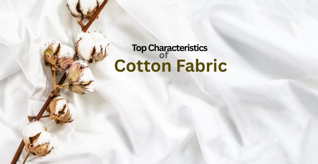A close-up of cotton bolls on a white cotton fabric background, illustrating the characteristics of cotton fabric.