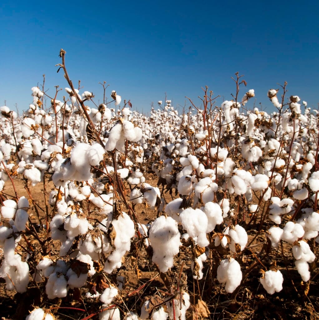 Cotton plants in a field with white cotton bolls under a clear blue sky.