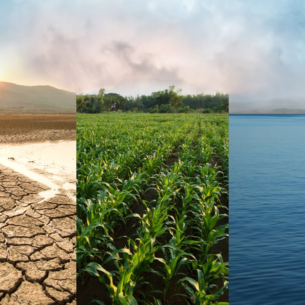 A triptych image showing three different scenes: a cracked, dry drought-stricken land on the left, a lush green cornfield in the center, and a serene, blue body of water on the right. Cotton Material Made in USA