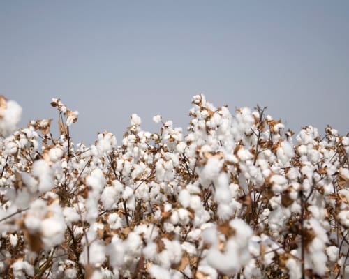A cotton field with fluffy white cotton bolls covering the plants under a clear sky.