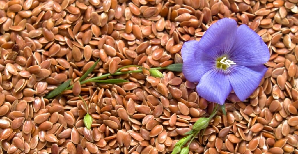 A vibrant blue flower lying on a bed of small, brown seeds, with green buds and stems visible.