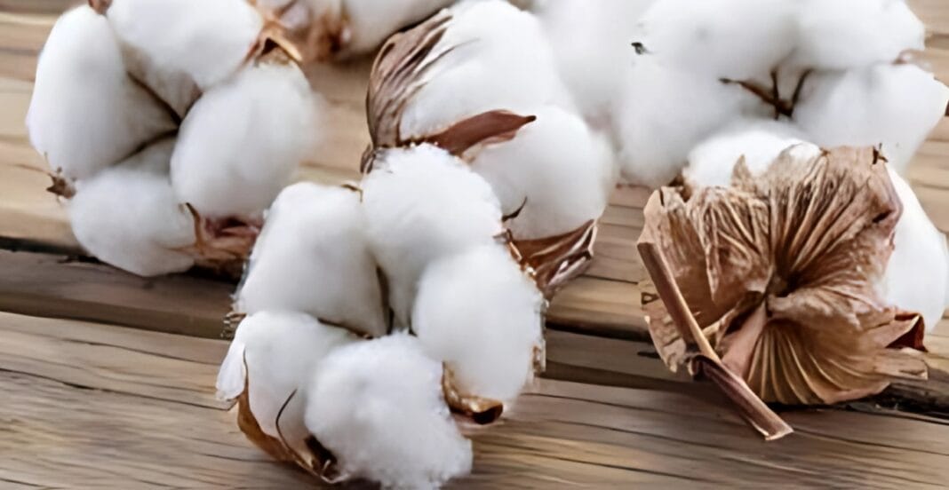 Cotton bolls on a wooden surface, related to 100 Organic Cotton Clothing.