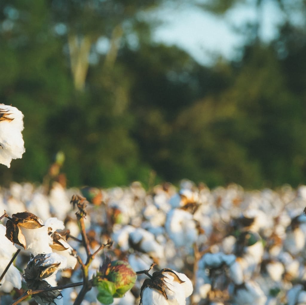 A field of white cotton plants with fluffy cotton bolls, with trees blurred in the background.