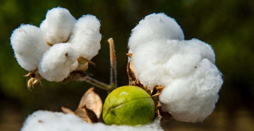 Close-up of a cotton plant showing two cotton bolls with fluffy white fibers on a cotton branch, and a green cotton boll at the base.