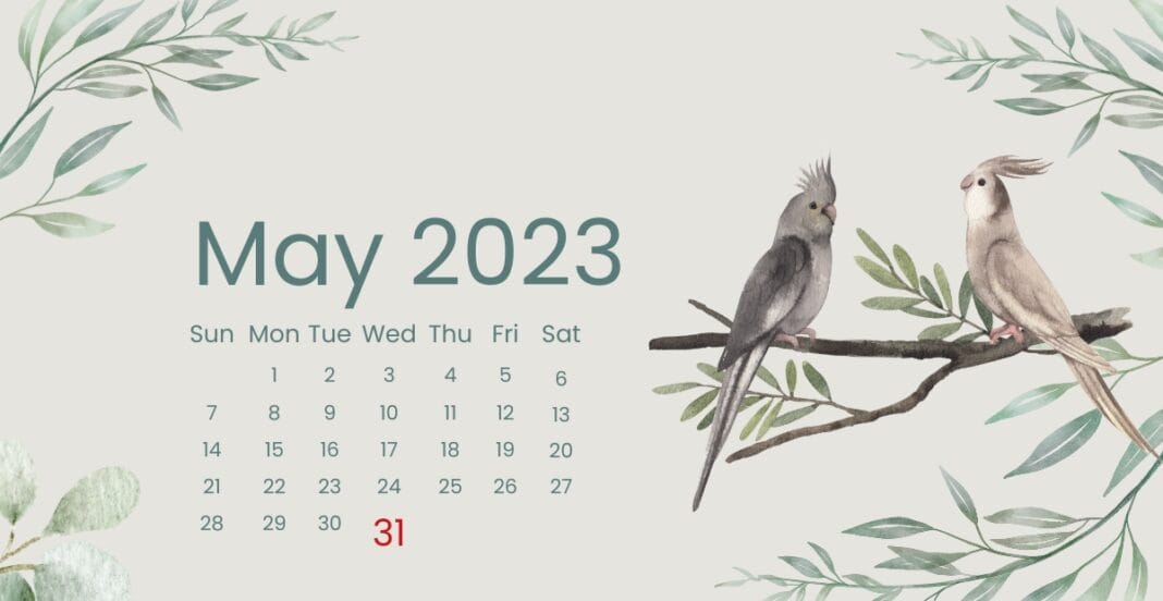 Illustrated May 2023 calendar with two cockatiels perched on a tree branch surrounded by watercolor-style greenery.