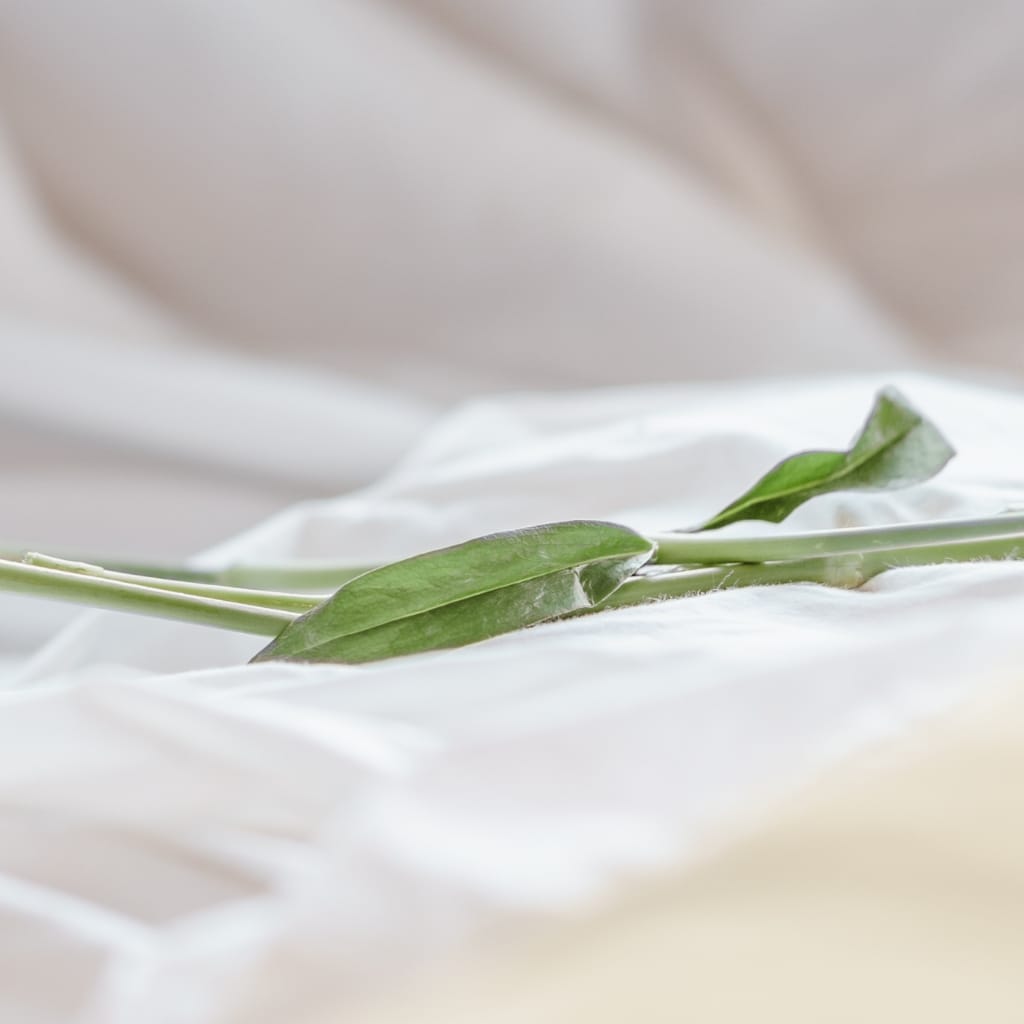 A single green leaf with a stem resting on soft white fabric, with a blurred background.