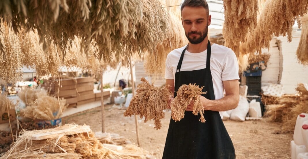 A man standing outdoors under hanging flax bundles, wearing a white T-shirt and a black apron, holding dried flax stalks, surrounded by natural flax fibers and fabric.