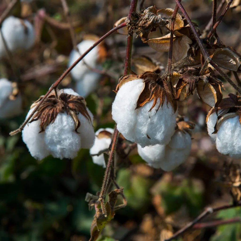Close-up image of harvested sea island cotton bolls, with a cotton harvesting insect (likely a bee) on one of the bolls, surrounded by dried leaves and stems.