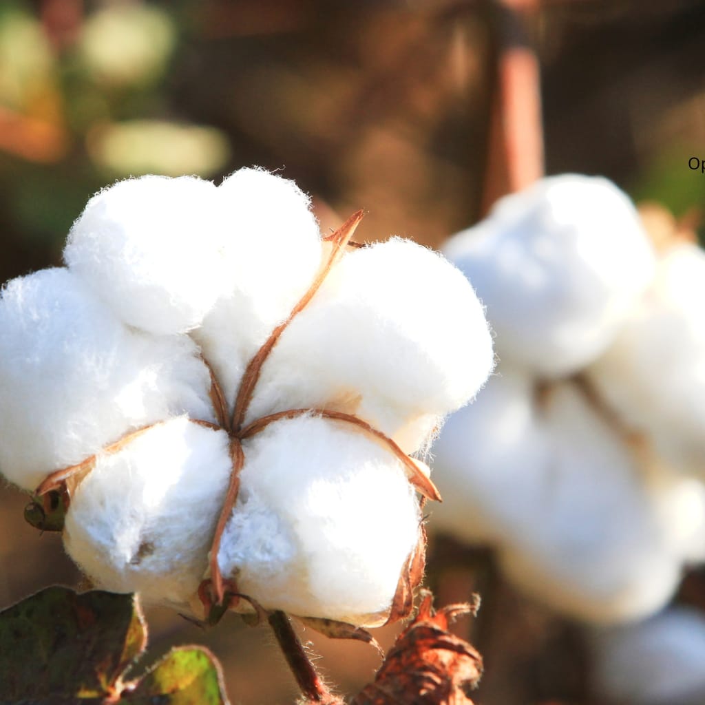 Close-up of a cotton boll on a branch, with soft, white fibers and brown stems, against a blurred natural background.