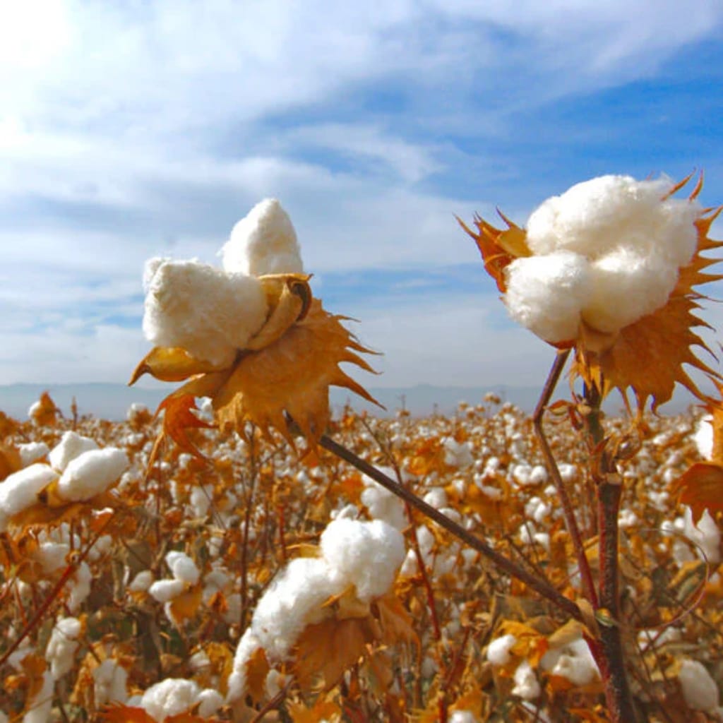 : Close-up of cotton plants with fluffy white cotton bolls set against a partly cloudy sky and distant horizon.