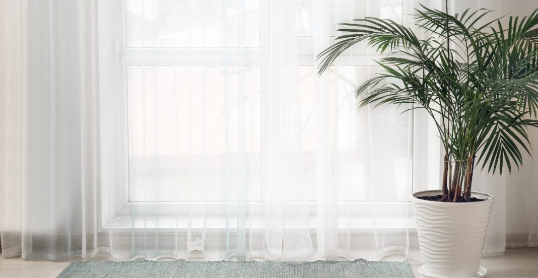 A large potted palm plant next to a window with sheer white curtains, allowing natural light to fill the room. The floor is lightly visible with a small greenish rug nearby.