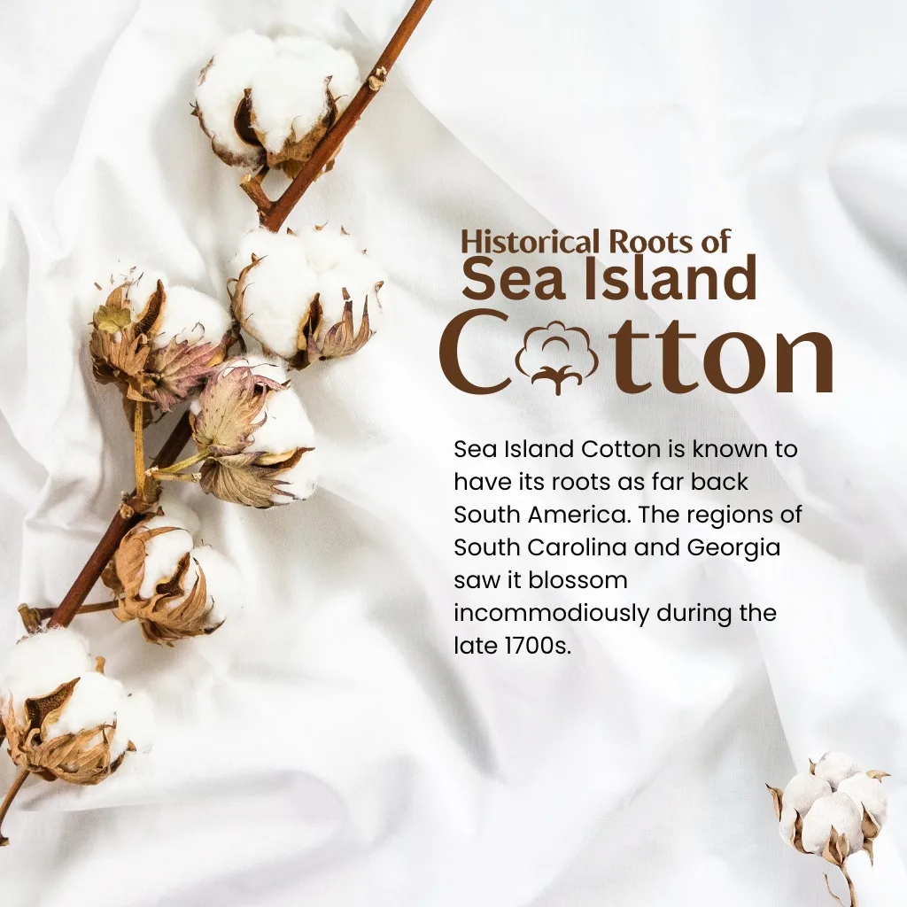 A close-up photograph of cotton plants with fluffy white cotton bolls and dried brown leaves, laid against a white fabric background. Overlaid text reads: "Historical Roots of Sea Island Cotton" with additional information about its origins in South Carolina and Georgia.