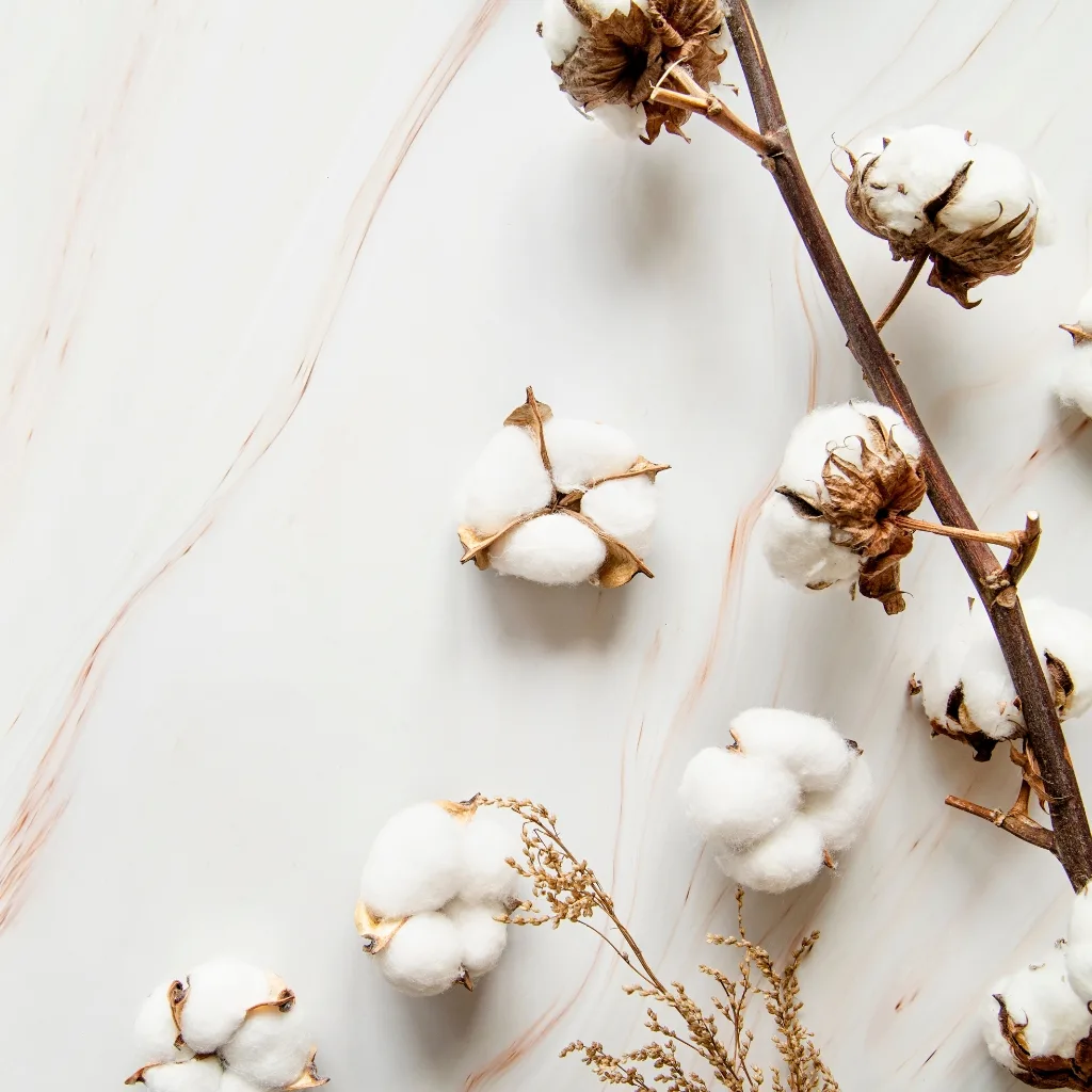 A close-up image of cotton bolls on a branch, with fluffy white cotton fibers and dry, brown protective casings, set against a softly marbled, light-colored background.