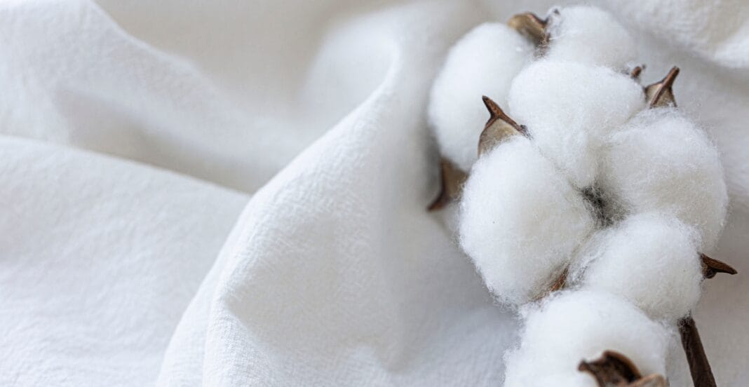 Close-up of a cluster of cotton bolls on a piece of white fabric, showcasing their soft, fluffy white fibers and brown stems.