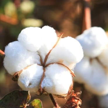Close-up image of fluffy white cotton boll on a cotton plant.