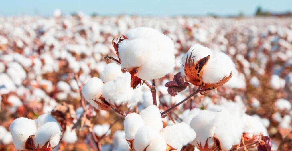A close-up of cotton plants with white fluffy cotton bolls in a field, with a blurred background under a blue sky.