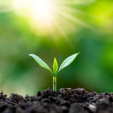 A young organic cotton plant sprouting from rich, dark soil with sunlight shining in the background.