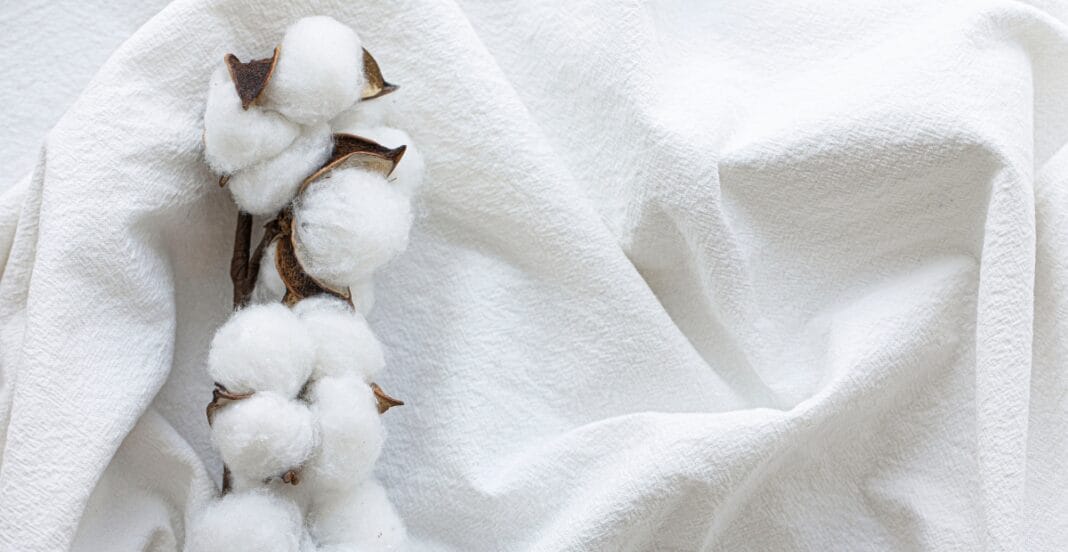 Close-up of a cotton plant with white fluffy cotton bolls on a textured white fabric background.