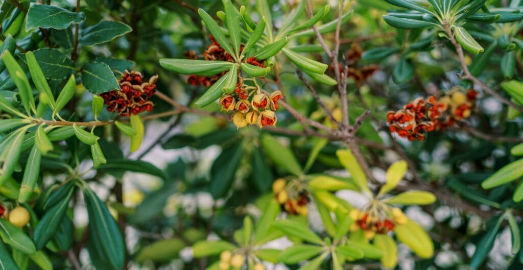 A close-up of a shrub with green, elongated leaves and small clusters of yellow and red flowers.