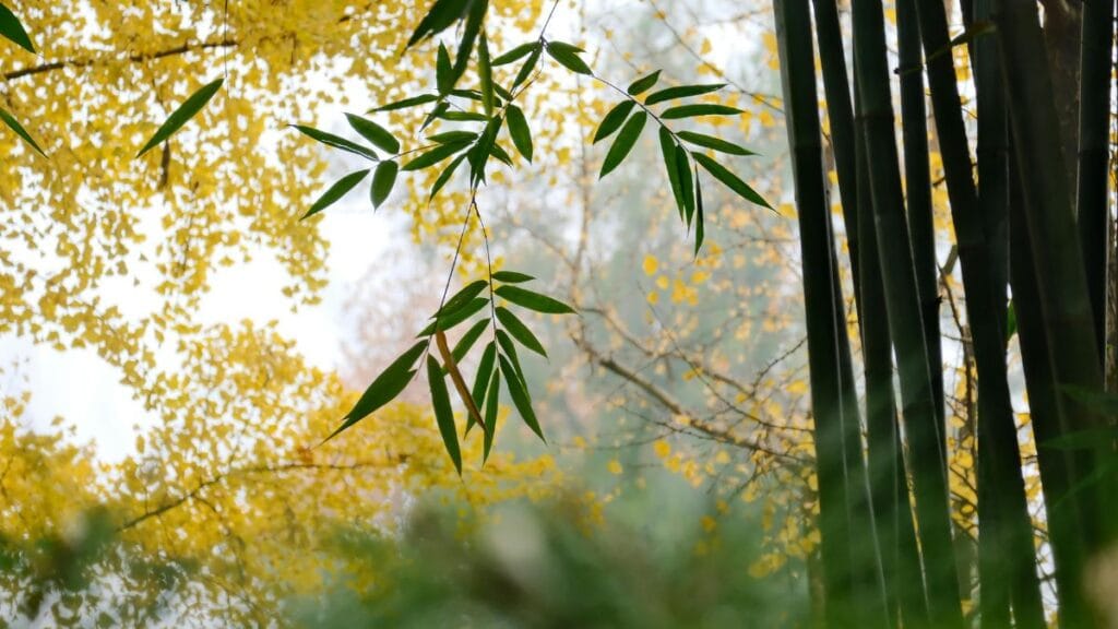 Green bamboo leaves and tall bamboo stalks with yellow autumn trees in a natural forest setting.