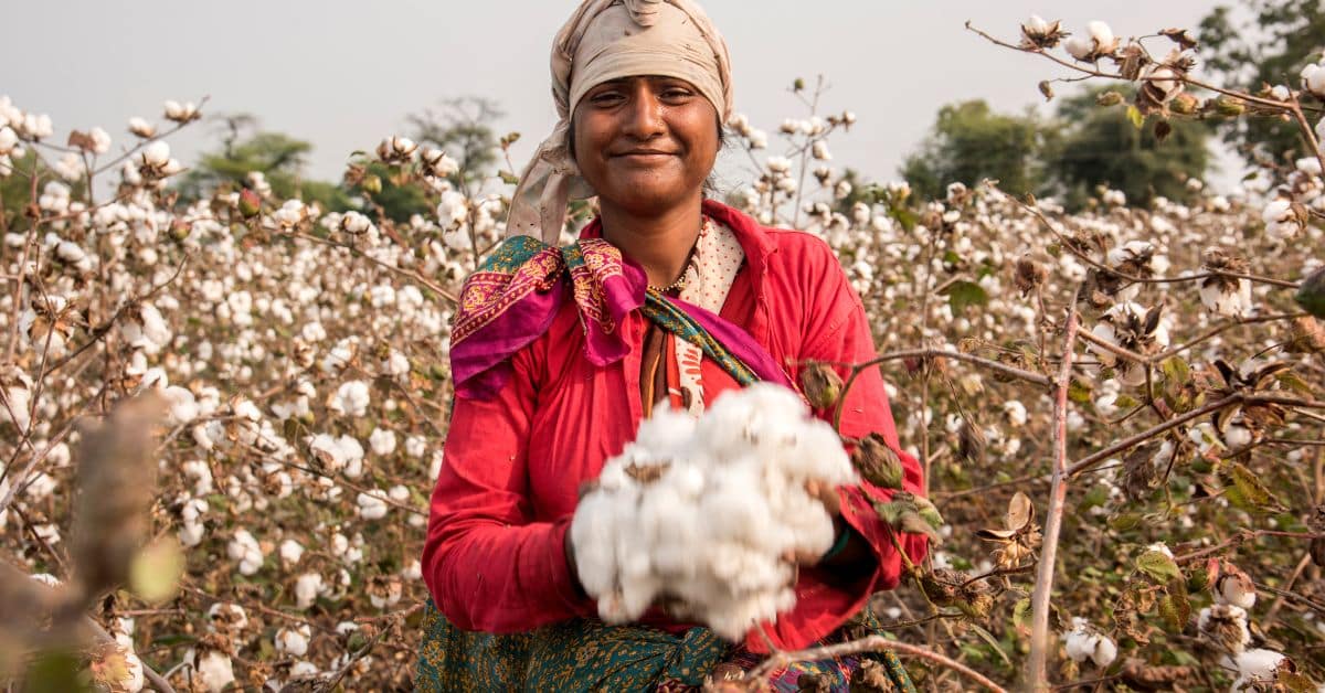 In the organic cotton field a women holding cotton in her hands.