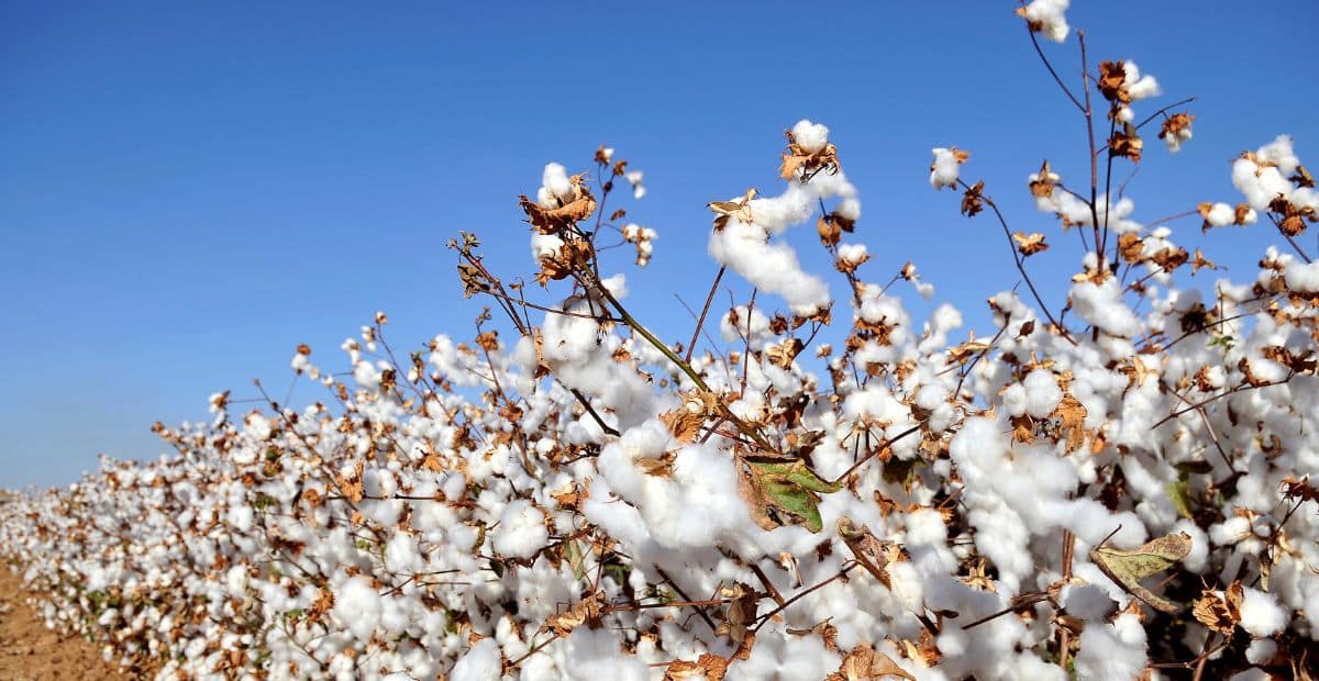 The field of cotton. Cultivation of cotton. The future of cotton.