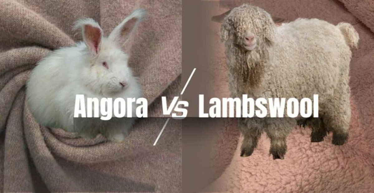 A split image comparing an Angora rabbit on the left and a lamb with curly wool on the right, with the text "Angora vs Lambswool" in the center.