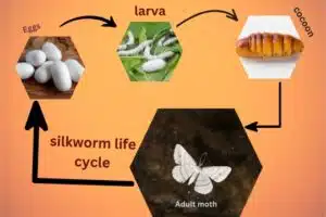 the life cycle of silkworm "what is silk