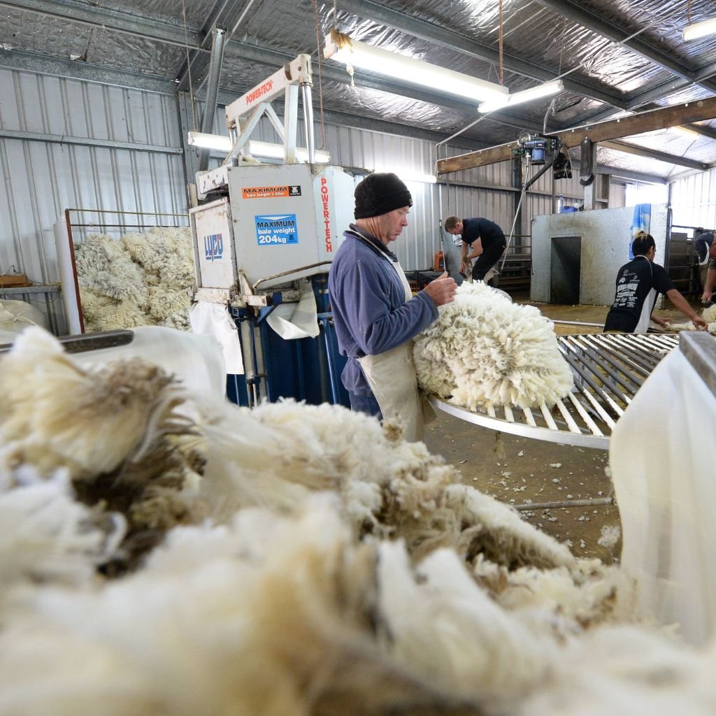 Workers in a wool processing facility handle and process raw wool. One worker in the foreground is inspecting or sorting a large piece of wool fiber, while others work in the background amid machinery in an industrial setting.