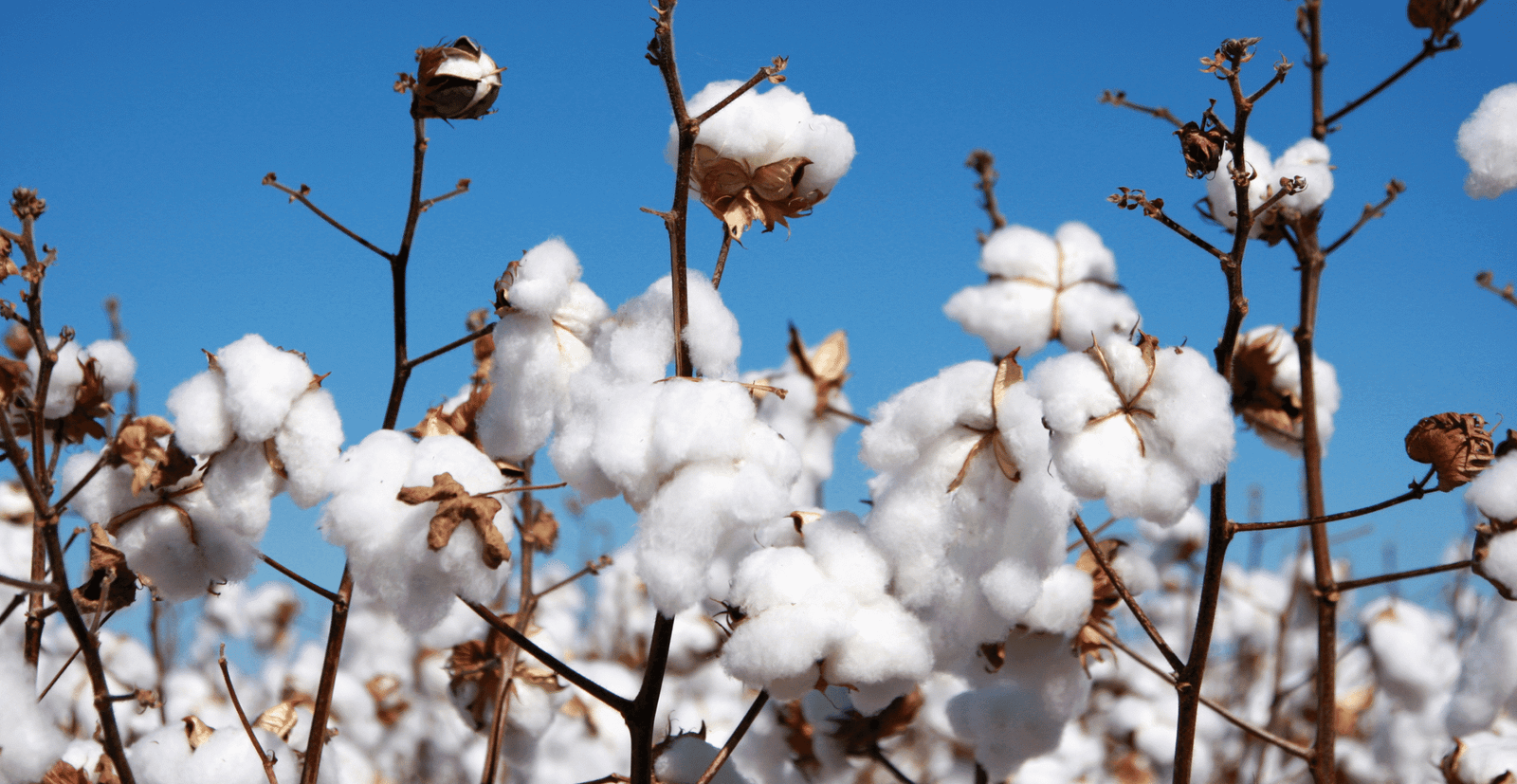 Close-up of soft, natural cotton fabric, symbolizing comfort, eco-friendliness, and sustainability.