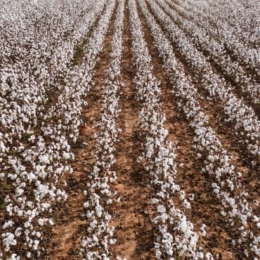 A wide view of a cotton field filled with white cotton bolls arranged in neat rows against a brown earthy background.