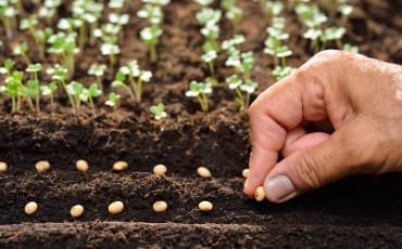 A close-up of a hand planting seeds in soil, with small green seedlings visible in the background.