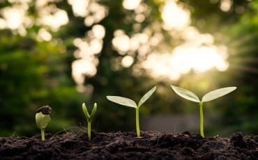 "Four stages of a plant's growth from seed to small seedlings against a blurred green background."