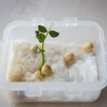 A clear container with cotton material showing a sprouting pea plant in the center, surrounded by several un-germinated seeds.