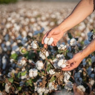 A close-up of hands gently picking cotton bolls from a cotton plant in a field filled with white cotton blooms.