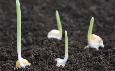 Seeds sprouting with green shoots emerging from dark soil.