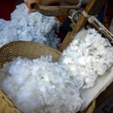 A close-up of a hand pouring freshly processed cotton fibers from a basket into a traditional ginning machine, with clean, fluffy cotton visible.